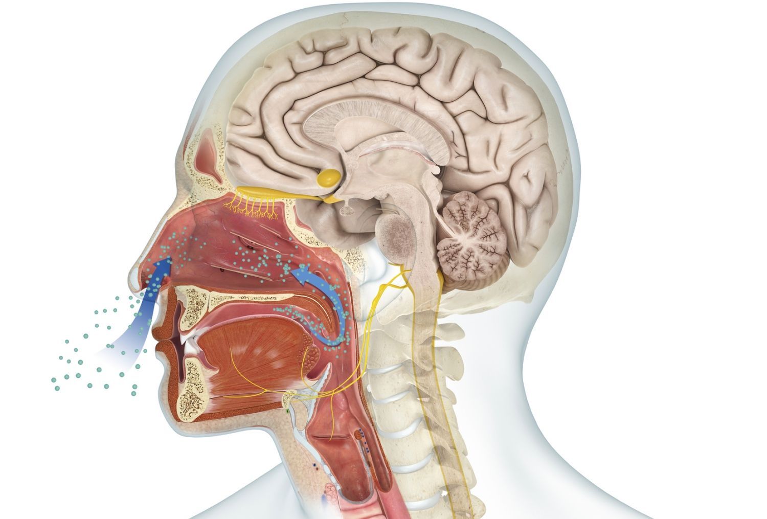 The Psychology of Restaurant Interior Design, Part 2- Scent | Fohlio | olfactory and limbic system